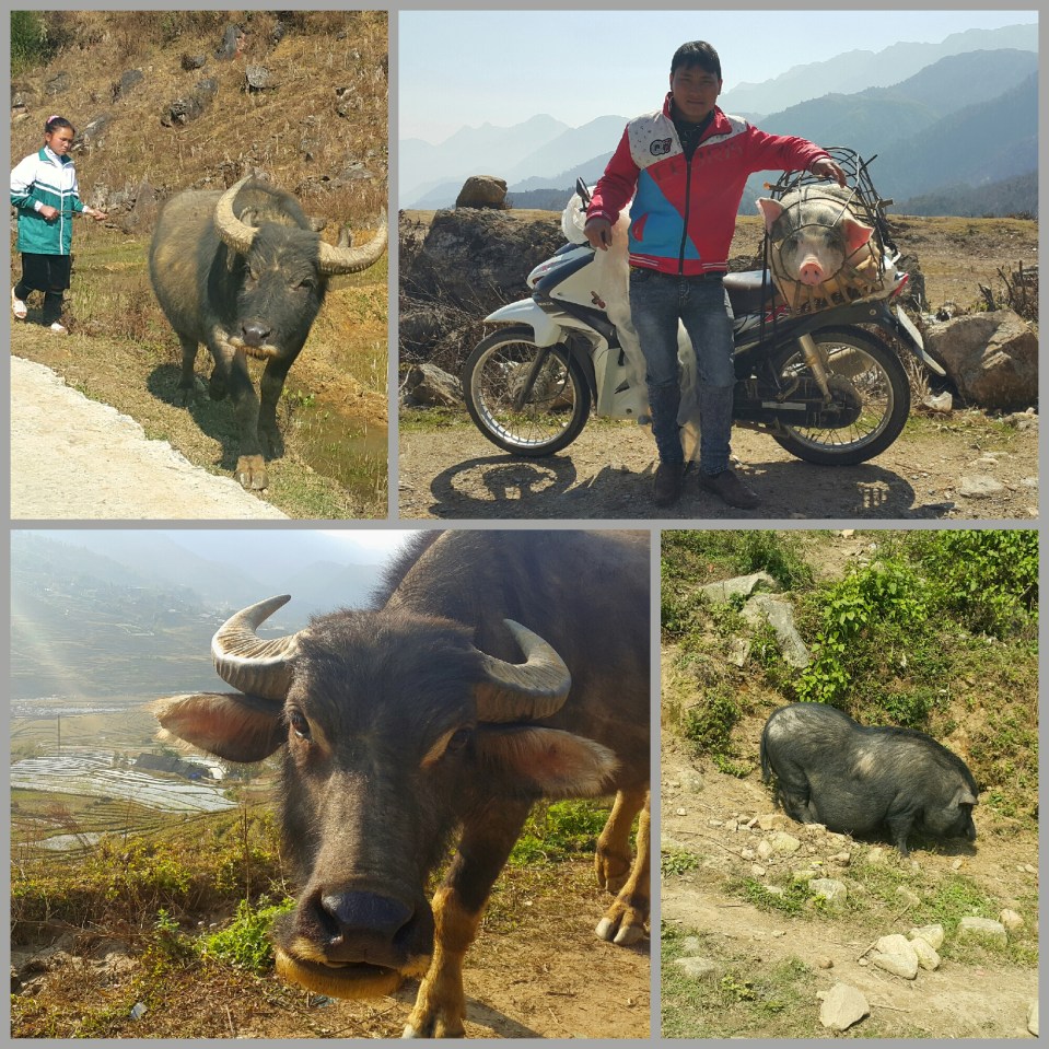 2016-07-30 17.42.55.jpg