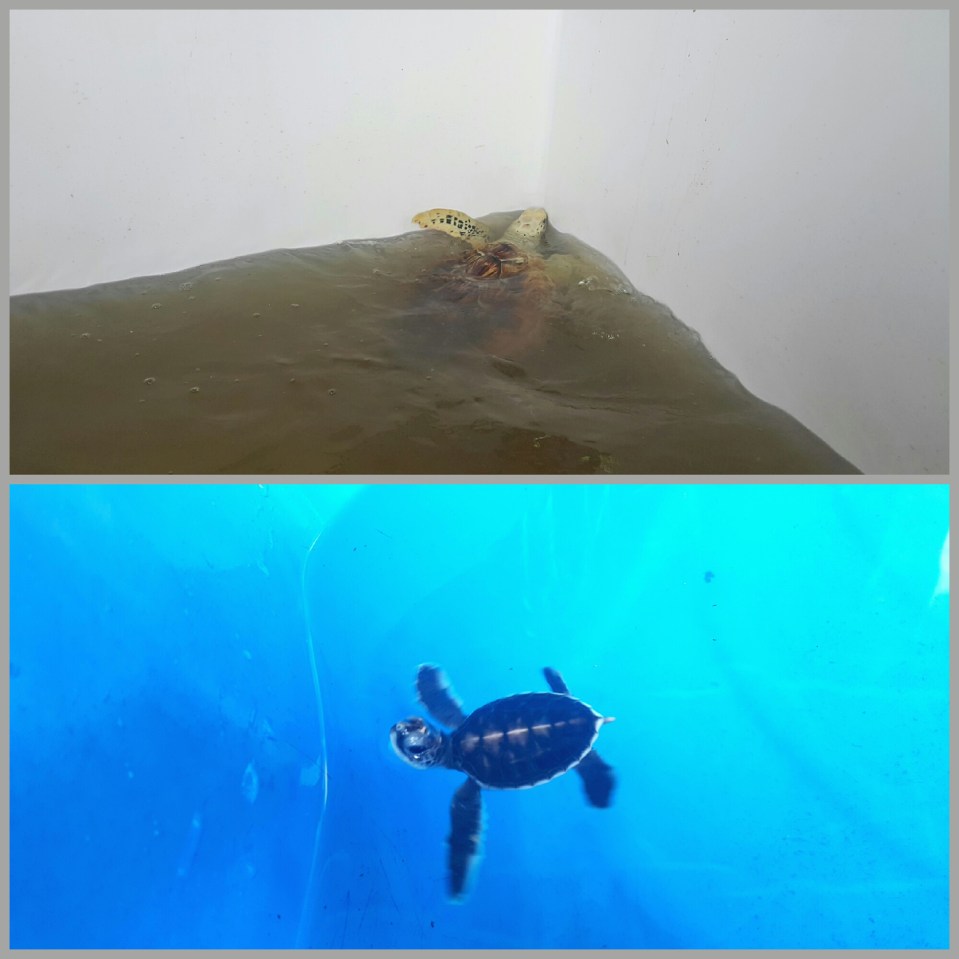 2017-01-06 17.16.48.jpg