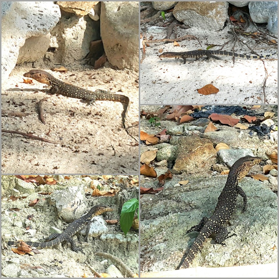 2017-02-05 15.06.34.jpg